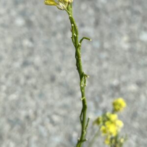 Sinapis arvensis Mallia May Fruit