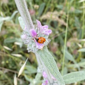 Stachys cretica