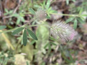 Trifolium arvense