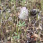 Trifolium arvense Kakopetria, Kato Platres May (5)