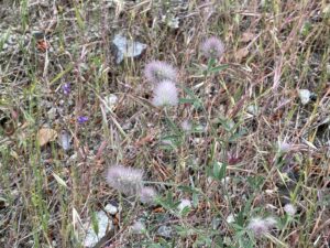 Trifolium arvense