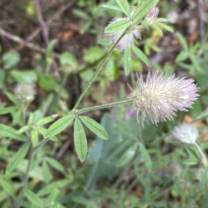 Trifolium arvense