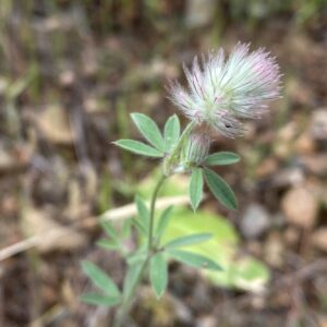 Trifolium arvense