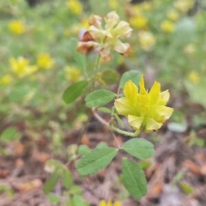 Trifolium boissieri