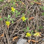 Trifolium boissieri