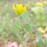 Trifolium boissieri
