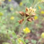 Trifolium boissieri