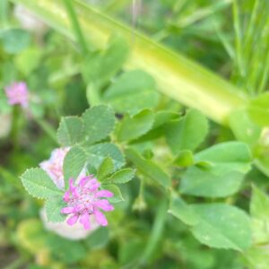 Trifolium tomentosum Flower head