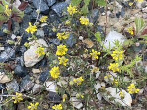 Trigonella spicata