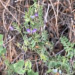 Vicia lathyroides Young fruits