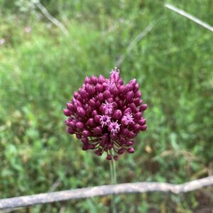 Allium ampeloprasum