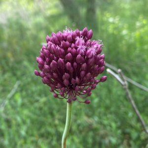 Allium ampeloprasum