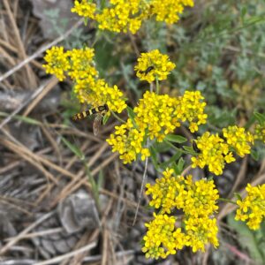 Alyssum cypricum Troodos May Flowers