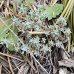 Alyssum cypricum Troodos May Leaves