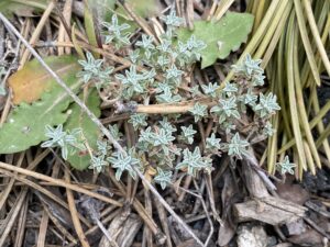 Alyssum cypricum Troodos May Leaves