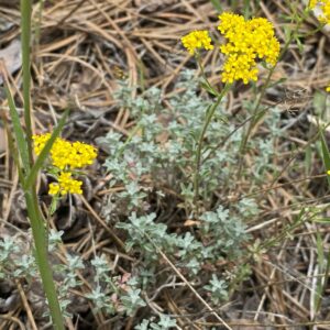 Alyssum cypricum Troodos May main