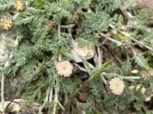 Anthemis plutonia