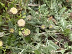 Anthemis plutonia