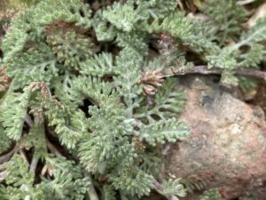 Anthemis plutonia Troodos May Leaves