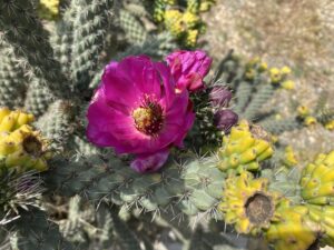 Cylindropuntia imbricata May (4)