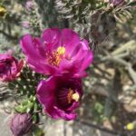 Cylindropuntia imbricata