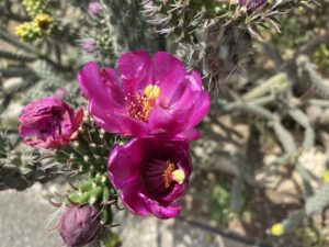 Cylindropuntia imbricata