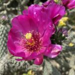 Cylindropuntia imbricata May Flower