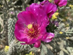 Cylindropuntia imbricata May Flower