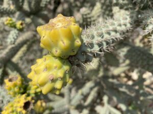 Cylindropuntia imbricata May Fruits