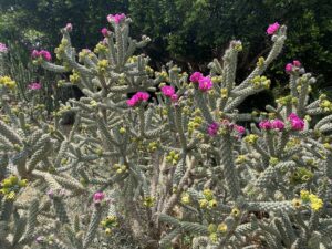 Cylindropuntia imbricata May The plant