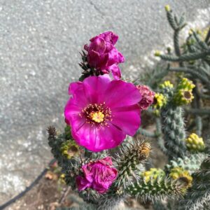 Cylindropuntia imbricata