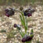 Cynoglossum natolicum Flowers