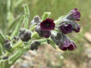 Cynoglossum natolicum