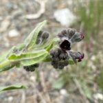 Cynoglossum natolicum flowers