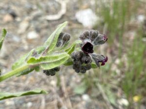 Cynoglossum natolicum flowers