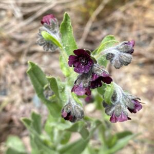 Cynoglossum natolicum