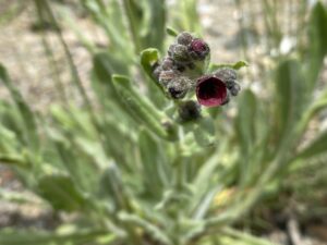 Cynoglossum natolicum