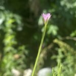 Epilobium tetragonum