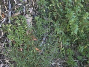 Epilobium tetragonum