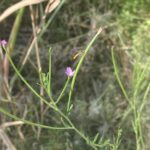 Epilobium tetragonum