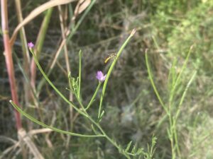 Epilobium tetragonum