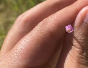 Epilobium tetragonum Agios Therapon June Flower size