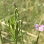 Epilobium tetragonum Agios Therapon June Leaves decurrent on to stem-ridges