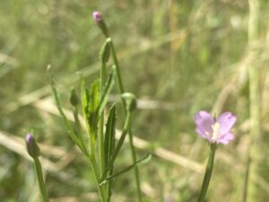 Epilobium tetragonum Agios Therapon June Leaves decurrent on to stem-ridges