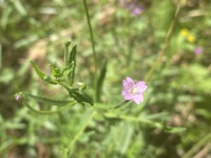 Epilobium tetragonum Agios Therapon June Stigma surrounded by anthers at anthesis