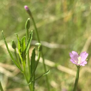 Epilobium tetragonum