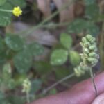 Medicago lupulina Agios Therapon Fruit