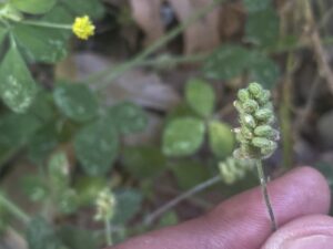 Medicago lupulina Agios Therapon Fruit