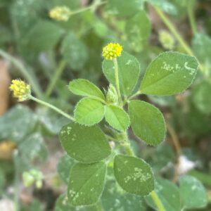 Medicago lupulina