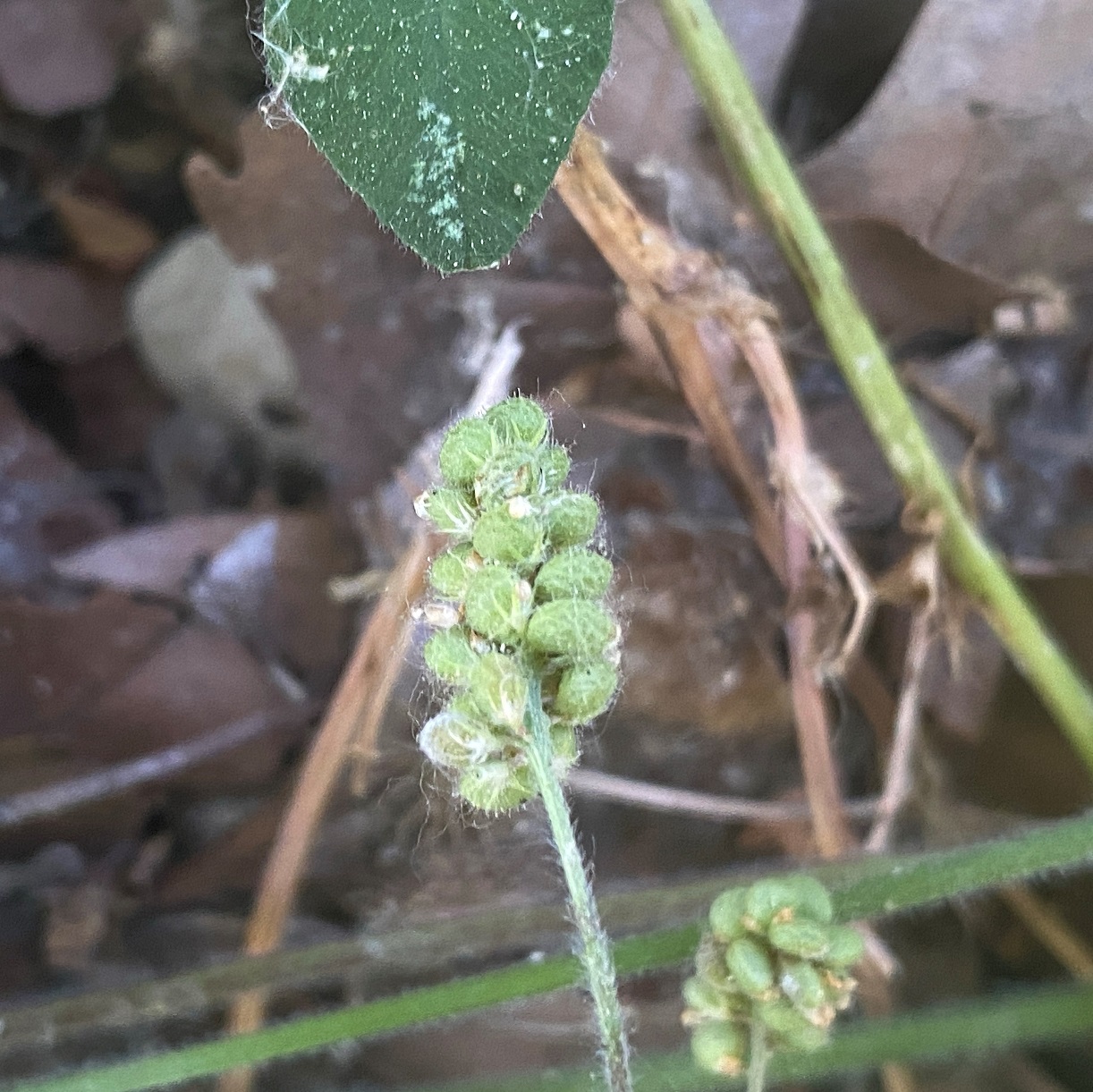 Medicago lupulina Agios Therapon June Fruit